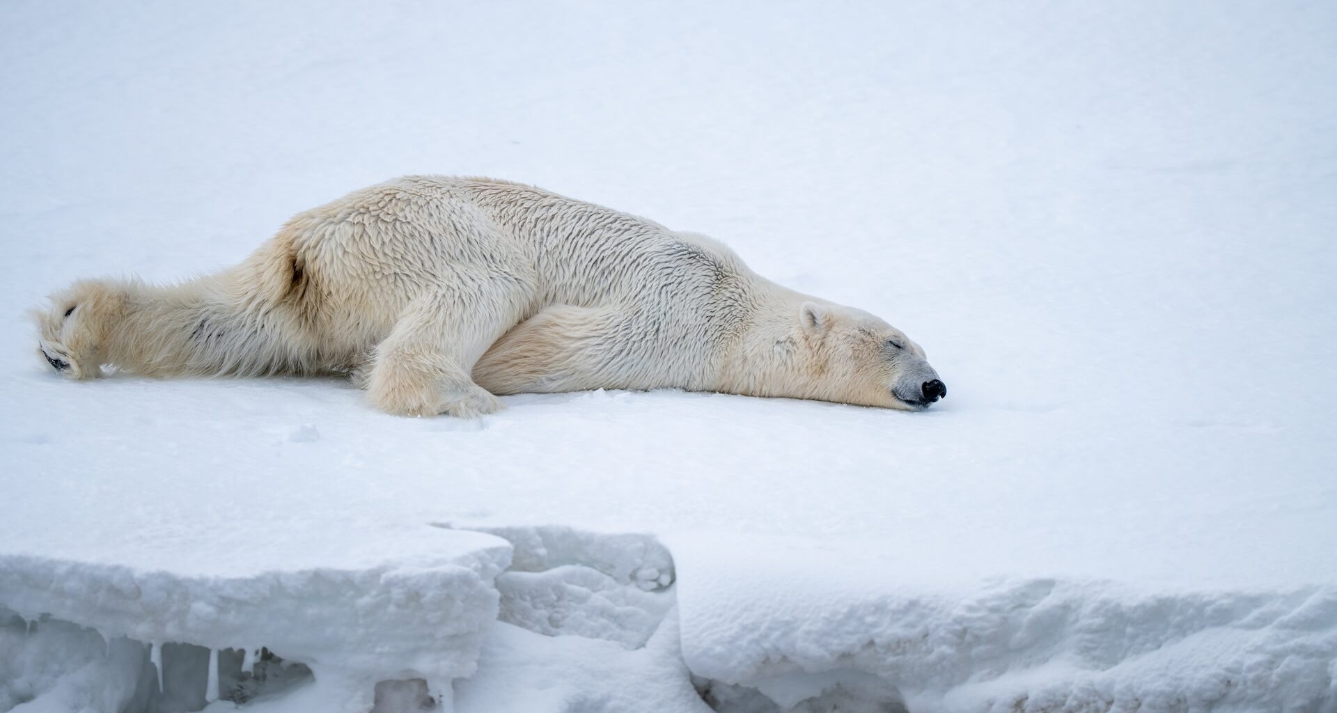 Researchers reviewed footage from 20 bears.