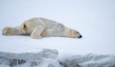 Researchers reviewed footage from 20 bears.