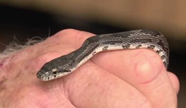 Identifying Triad snake species and tips for summer encounters