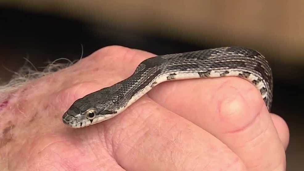 Identifying Triad snake species and tips for summer encounters