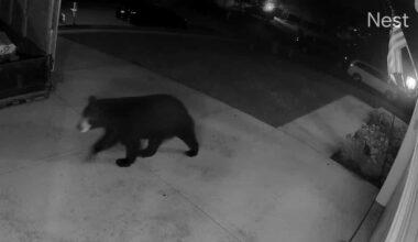 Shrewsbury resident captures video of black bear strolling through neighborhood