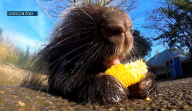 Local ODFW office calls for public's help tracking down porcupines as part of new 2-year project