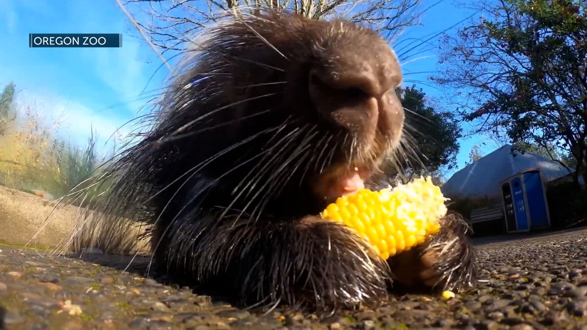 Local ODFW office calls for public's help tracking down porcupines as part of new 2-year project
