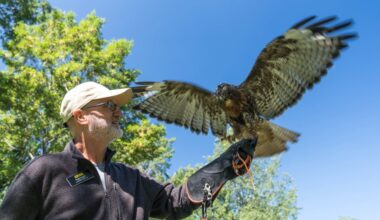 Eagle Rescued in Washington County  | KCII Radio