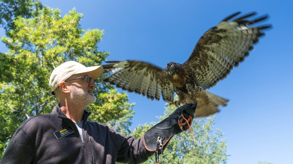 Eagle Rescued in Washington County  | KCII Radio