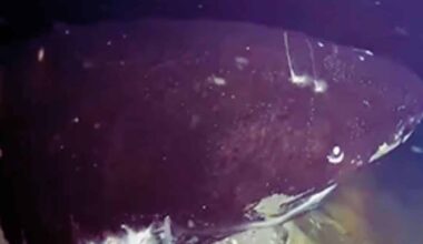 Rare Footage Reveals Deep Sea Predator Exhibiting Unprecedented Behavior
