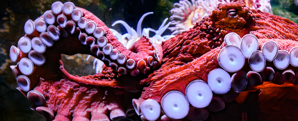 Octopuses Fall For The Classic Fake Arm Trick – Just Like We Do : ScienceAlert