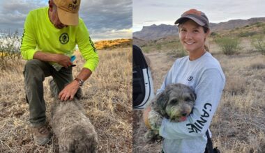 Arizona dog stays with its owner who died in a remote desert area