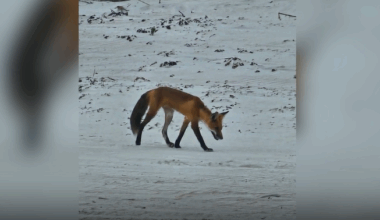 Fox spotted wandering on Daytona Beach