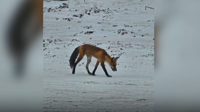 Fox spotted wandering on Daytona Beach