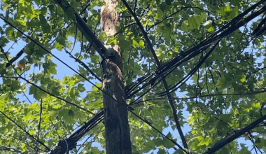 Brooklyn residents demand city action over dangerous tree as data shows pruning is down citywide