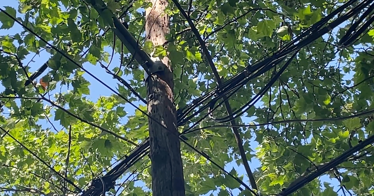 Brooklyn residents demand city action over dangerous tree as data shows pruning is down citywide