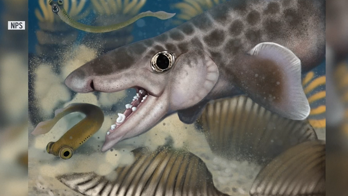 New species of shark discovered at Kentucky's Mammoth Cave