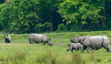 Genetic analysis of 2,573 rhino horns completed in Kaziranga
