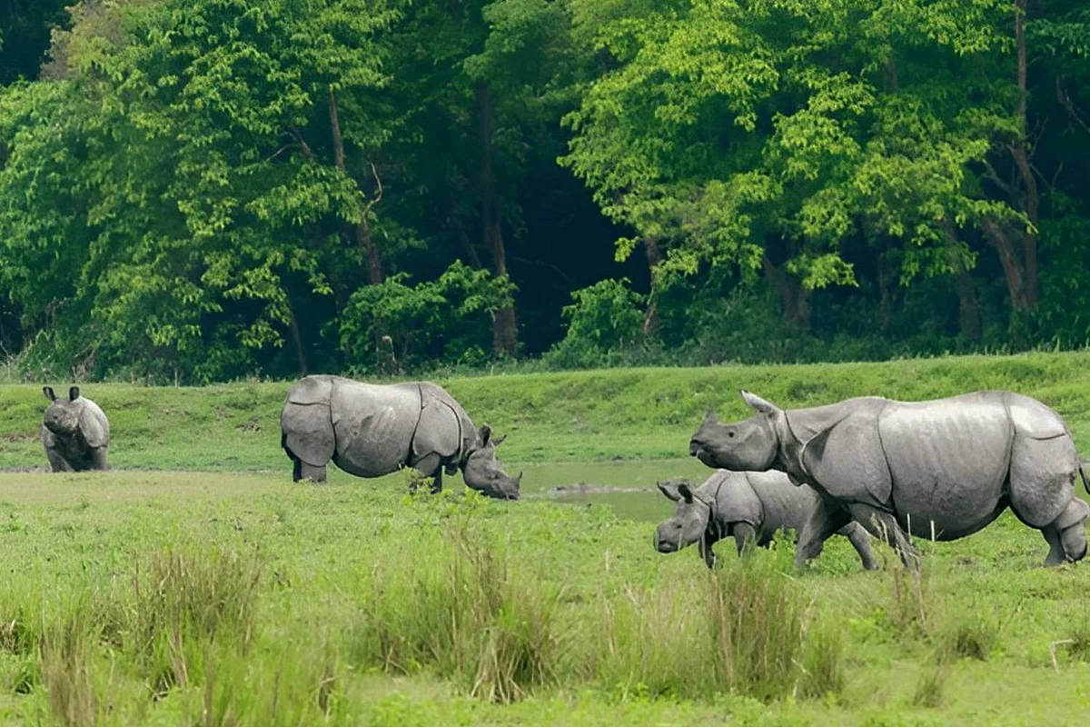 Genetic analysis of 2,573 rhino horns completed in Kaziranga