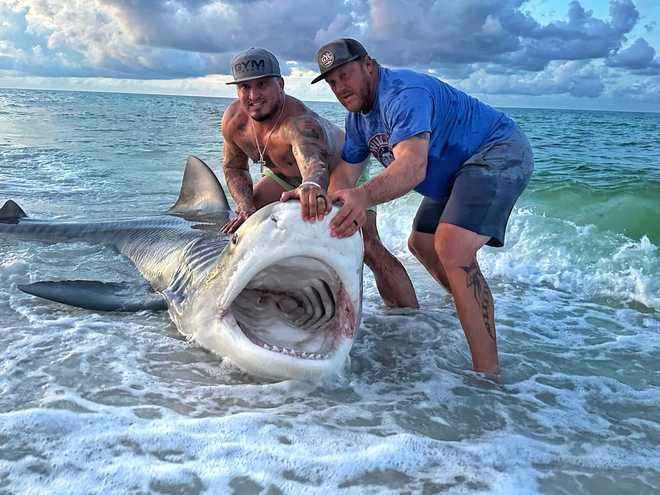﻿tiger shark caught off coast of pensacola