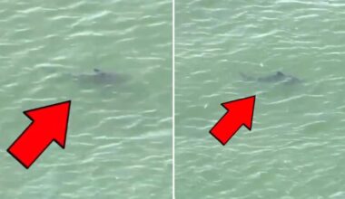 Several sharks spotted 'very close to beachgoers' in the Rockaways