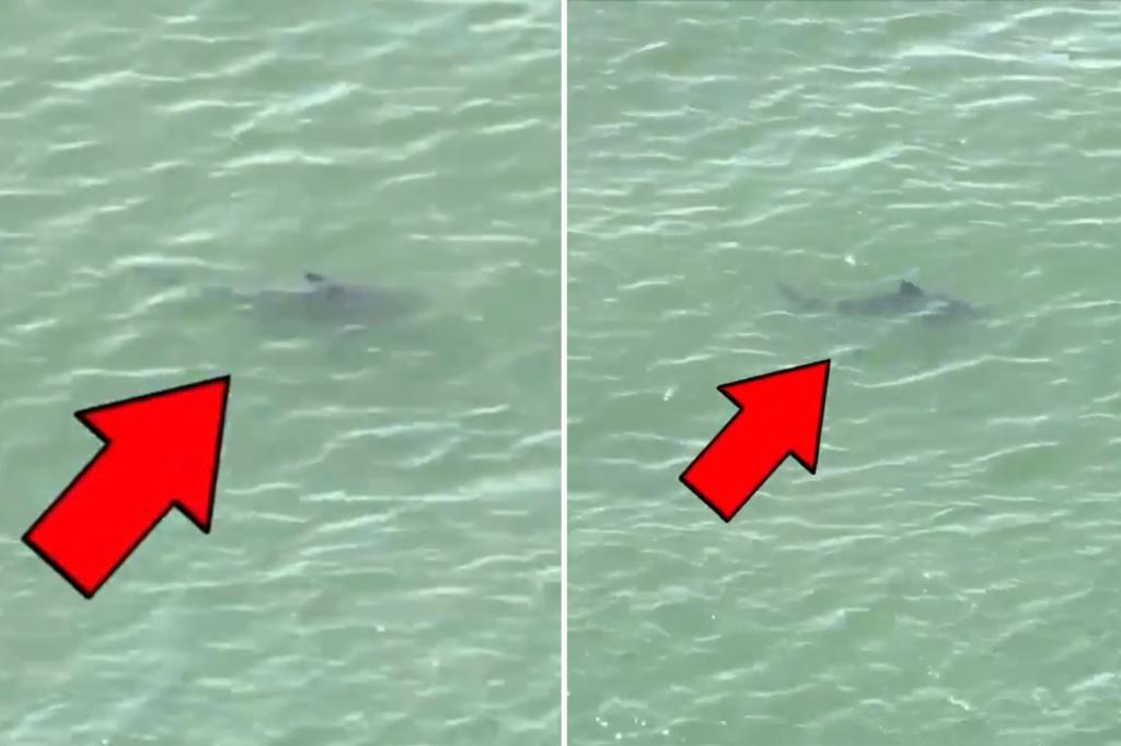 Several sharks spotted 'very close to beachgoers' in the Rockaways