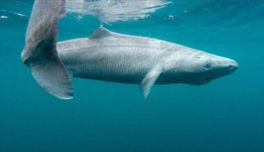 Cow thrown into the depths of the China Sea - scientists wanted to simulate the sinking of a whale