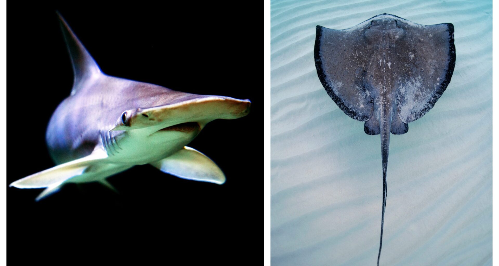 Bat Ray Pulls Off Insane Move To Evade Hammerhead Shark: WATCH