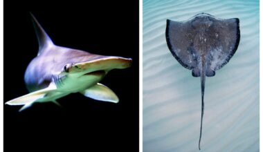 Bat Ray Pulls Off Insane Move To Evade Hammerhead Shark: WATCH