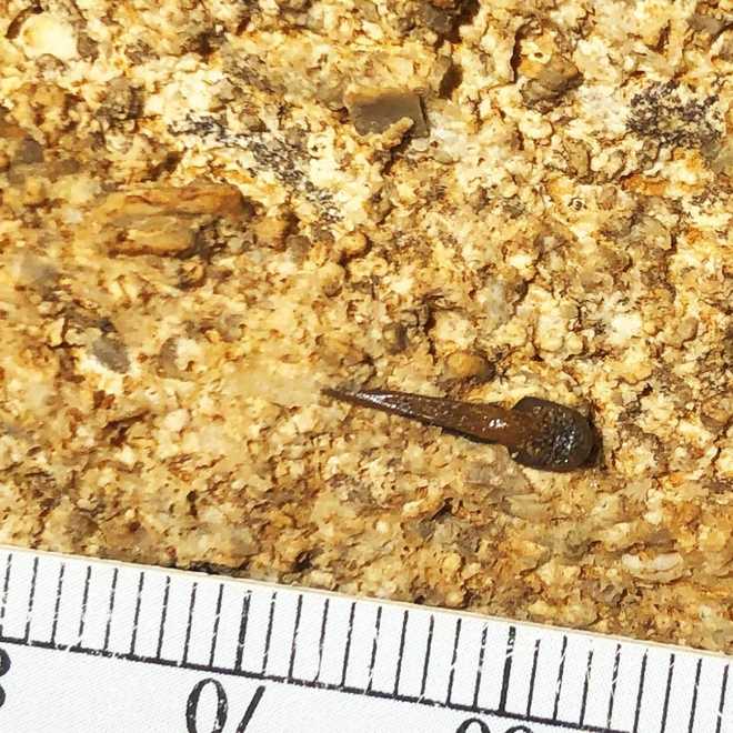 shark tooth fossil