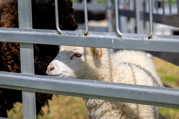 Sheep at Lincolnshire farm
