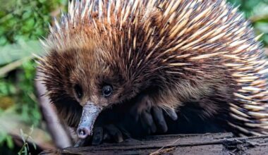 Mammals Have Evolved Into Anteaters at Least 12 Times Since The Dinosaurs : ScienceAlert