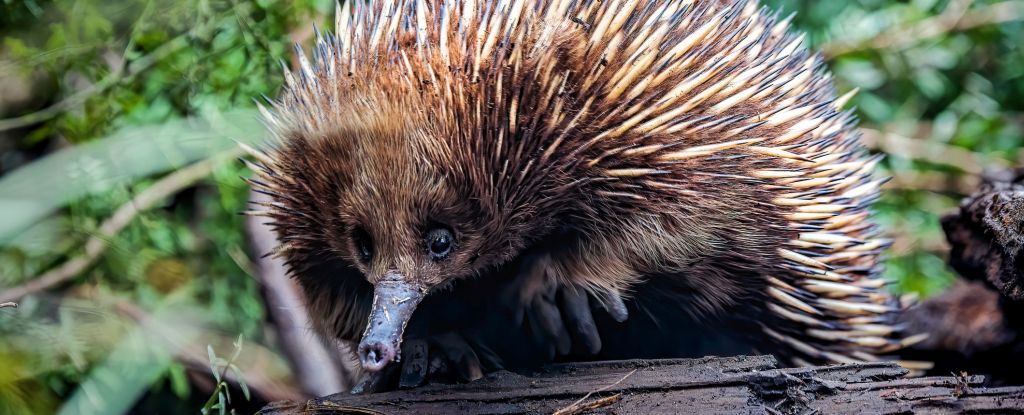 Mammals Have Evolved Into Anteaters at Least 12 Times Since The Dinosaurs : ScienceAlert