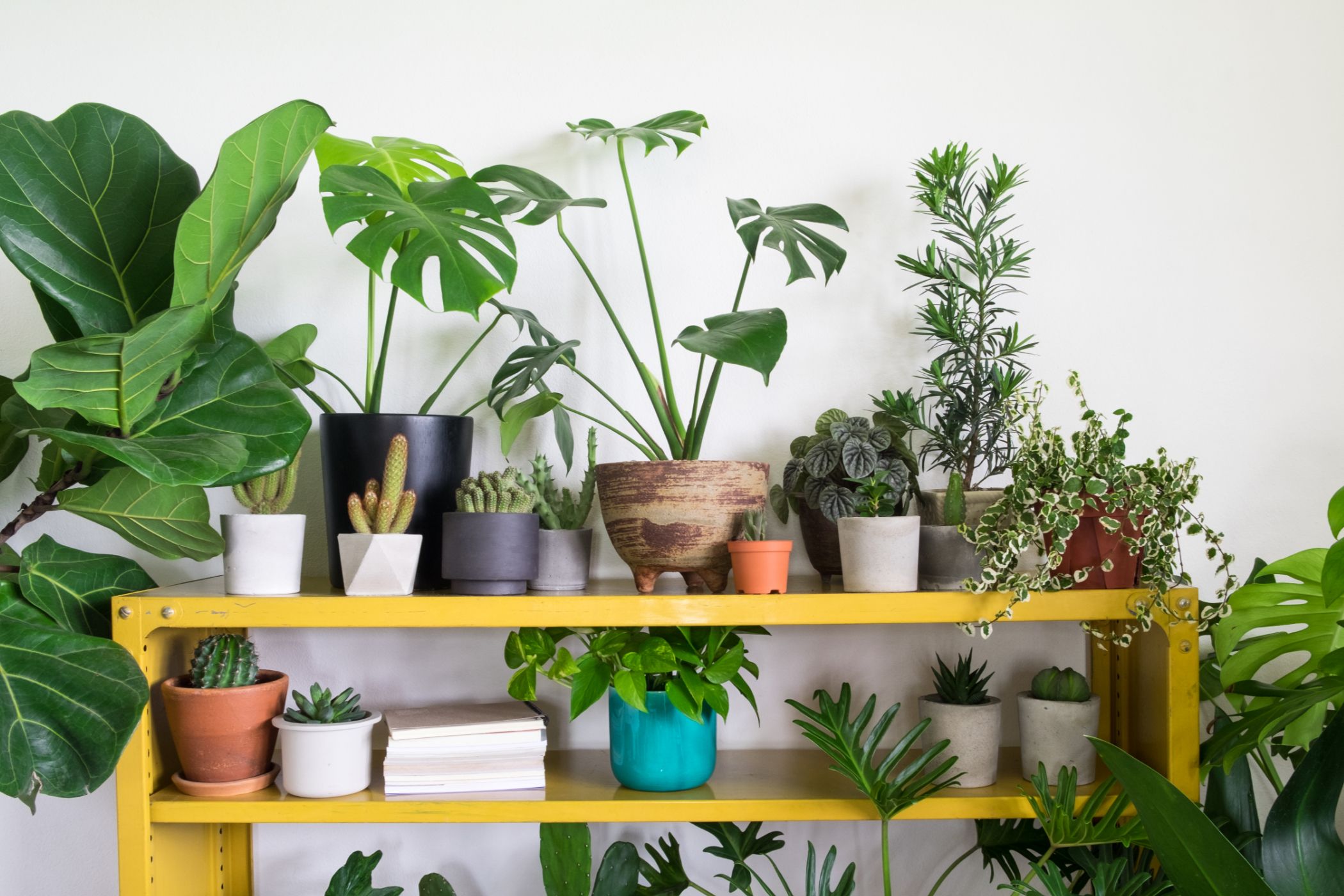 Indoor plants on a shelf.