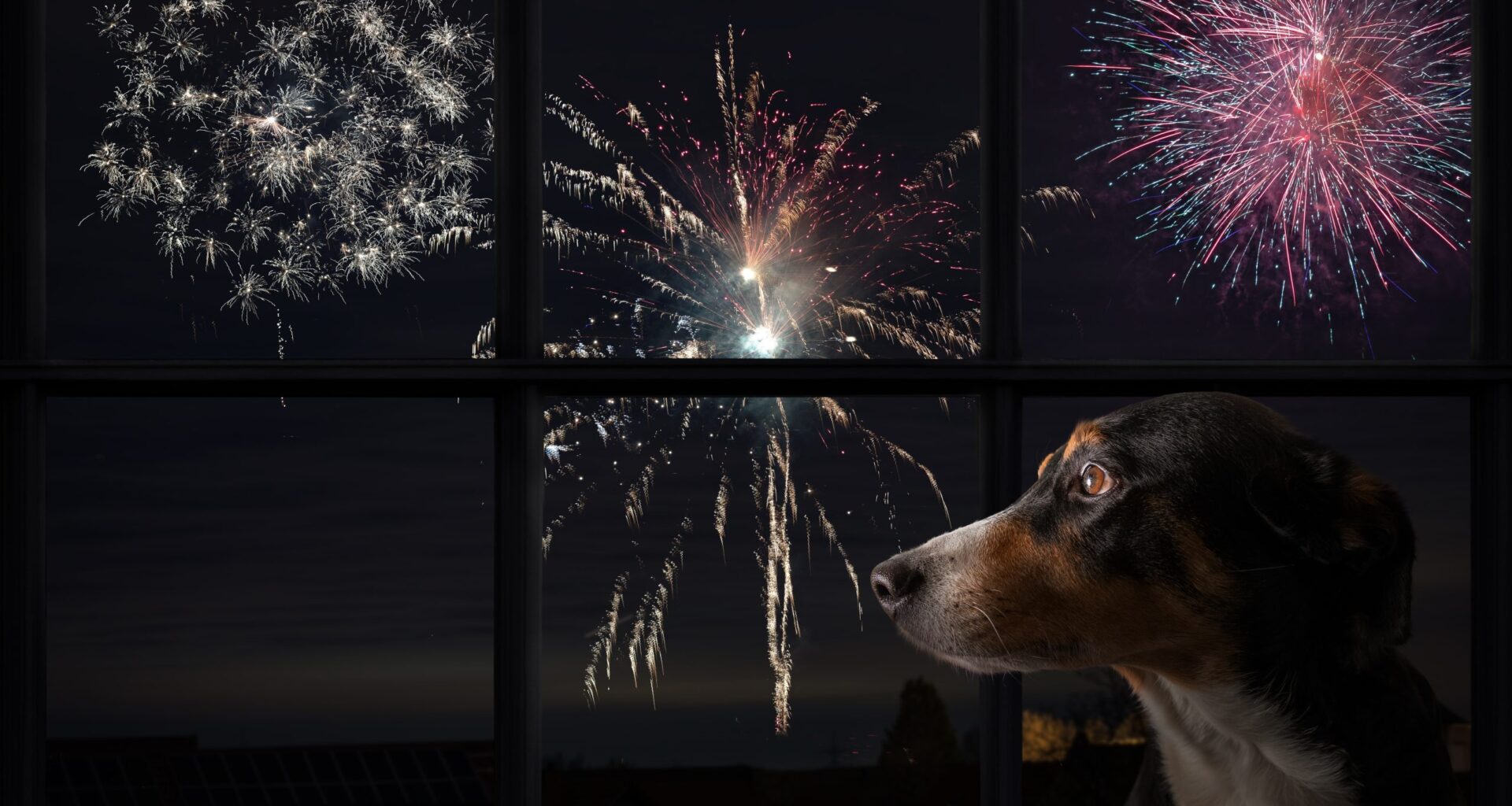 Tips for Angelenos to Keep Your Pets Safe, Calm During Fireworks