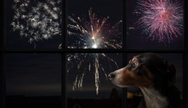 Tips for Angelenos to Keep Your Pets Safe, Calm During Fireworks