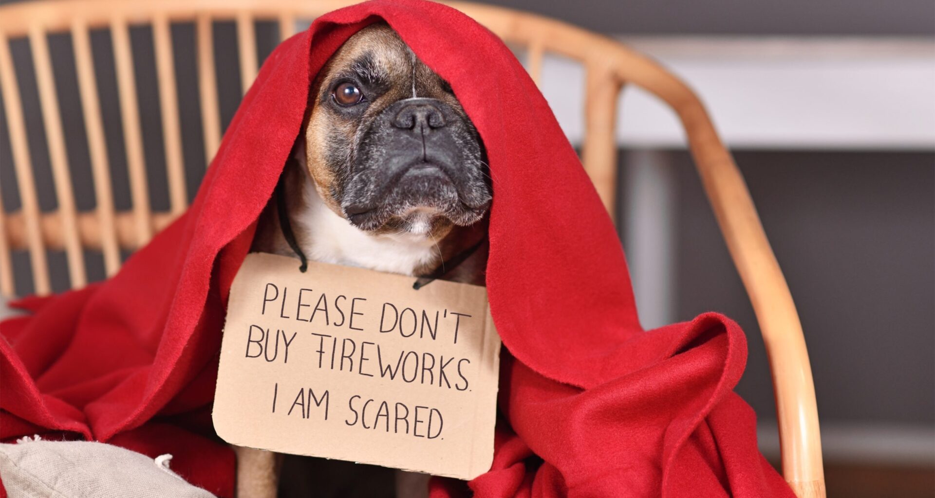 Tips for Pets Experiencing Stress During Fireworks