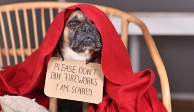 Tips for Pets Experiencing Stress During Fireworks