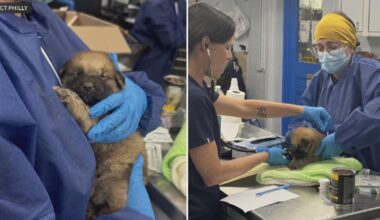 Critically ill puppies left abandoned in a box at Philadelphia animal shelter