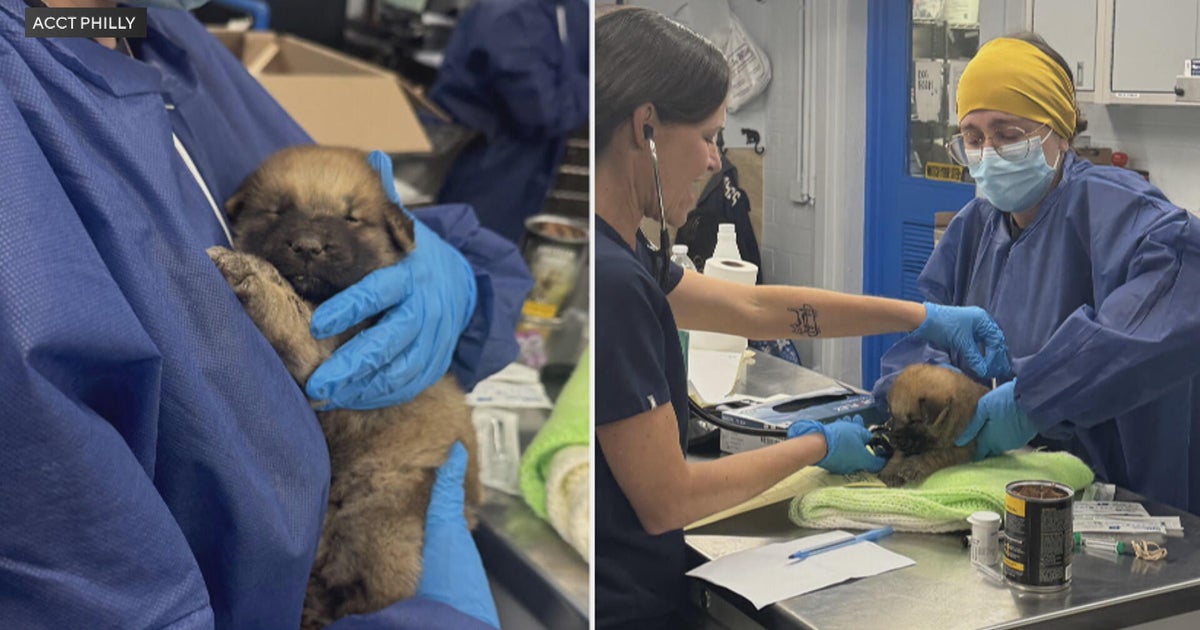 Critically ill puppies left abandoned in a box at Philadelphia animal shelter