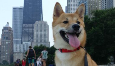 Portage Park to elect ‘pet mayor’ at farmer’s market – NBC Chicago