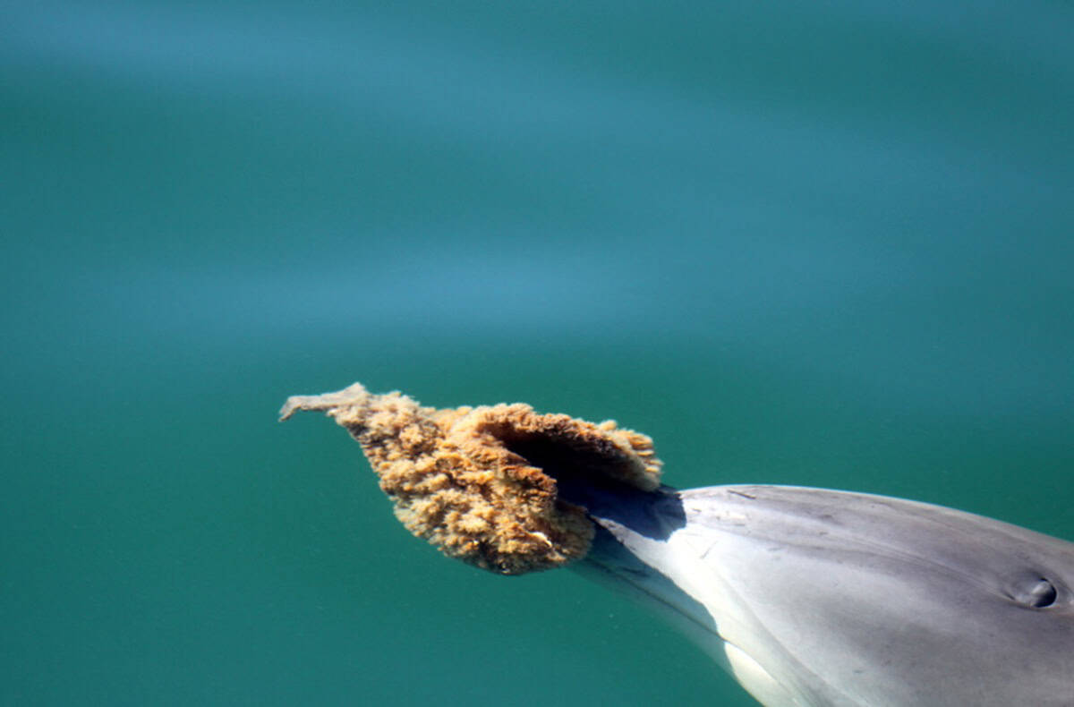 These Dolphins Use Sea Sponges on Their Faces to Hunt and It’s More Complicated Than Anyone Thought