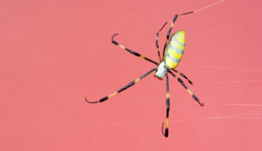 We Might Have Been Wrong About Where Spiders Came From