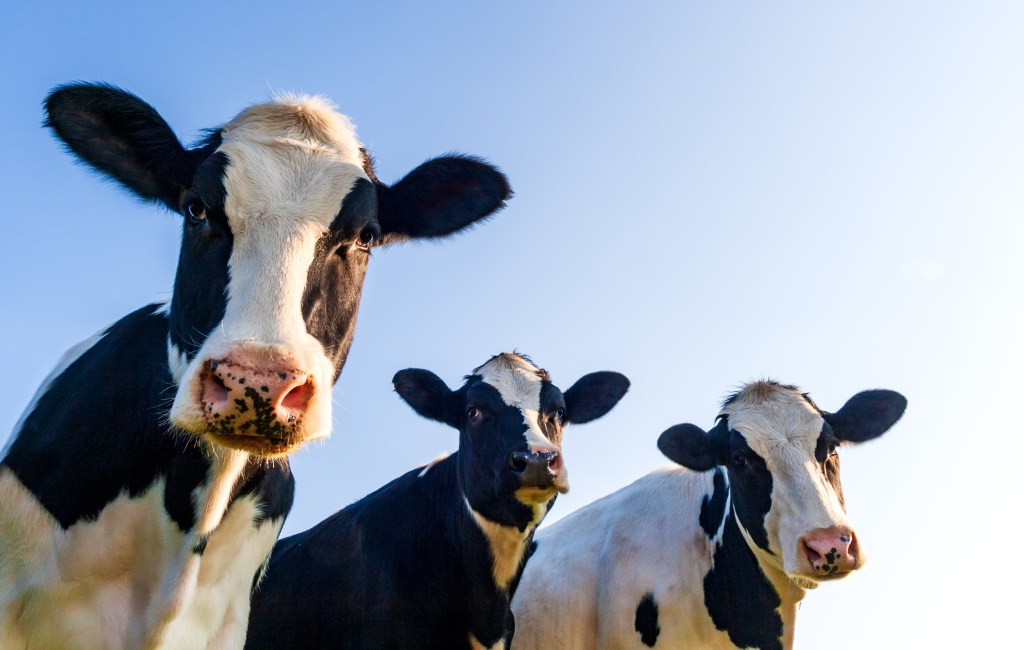 Three Holstein cows against a blue sky.