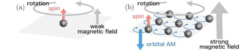 Strong magnetic fields flip angular momentum dynamics in magnetovortical matter