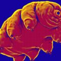 tardigrades