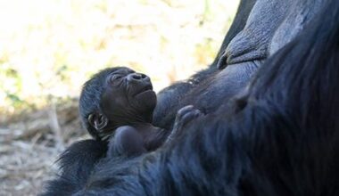 Critically endangered baby gorilla born at Colorado zoo