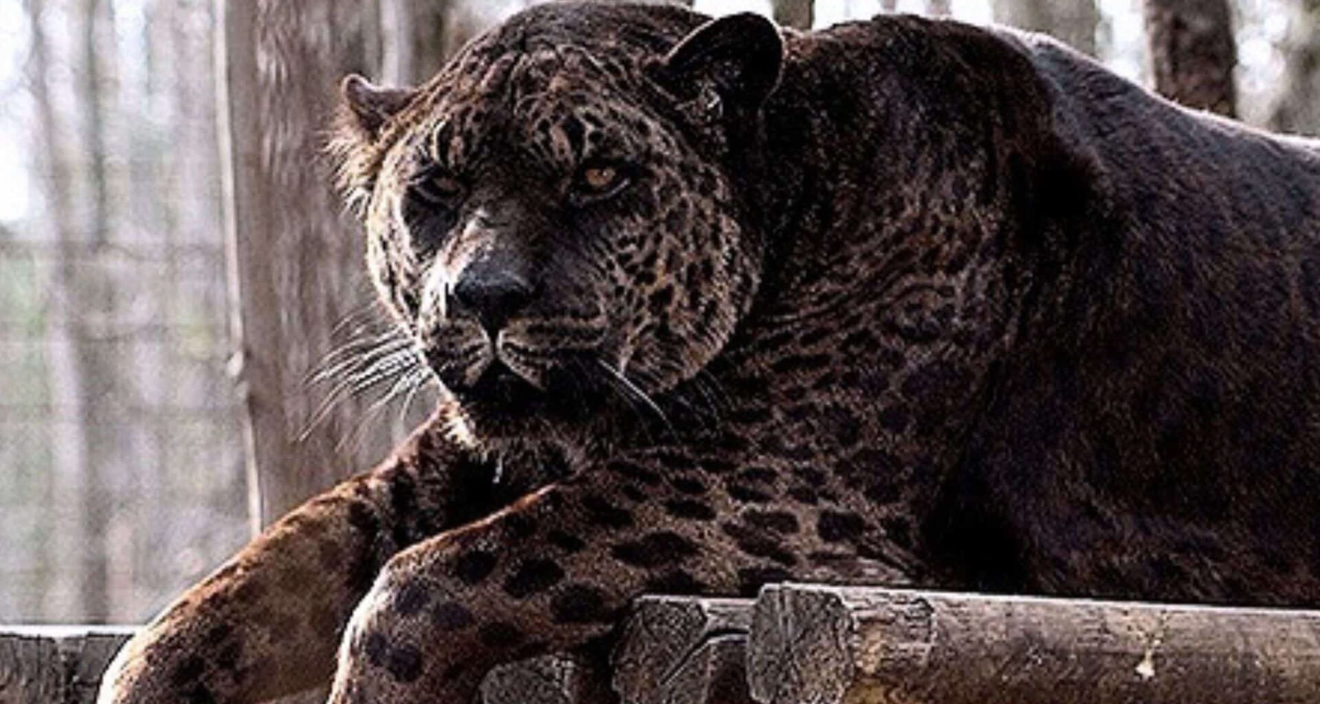 The Jaglion