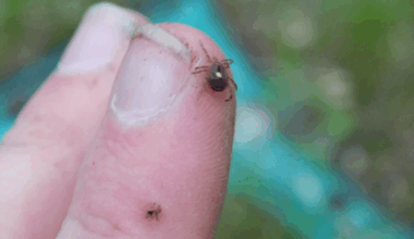 Chicago area doctors expect more hospital visits from tick bites this summer