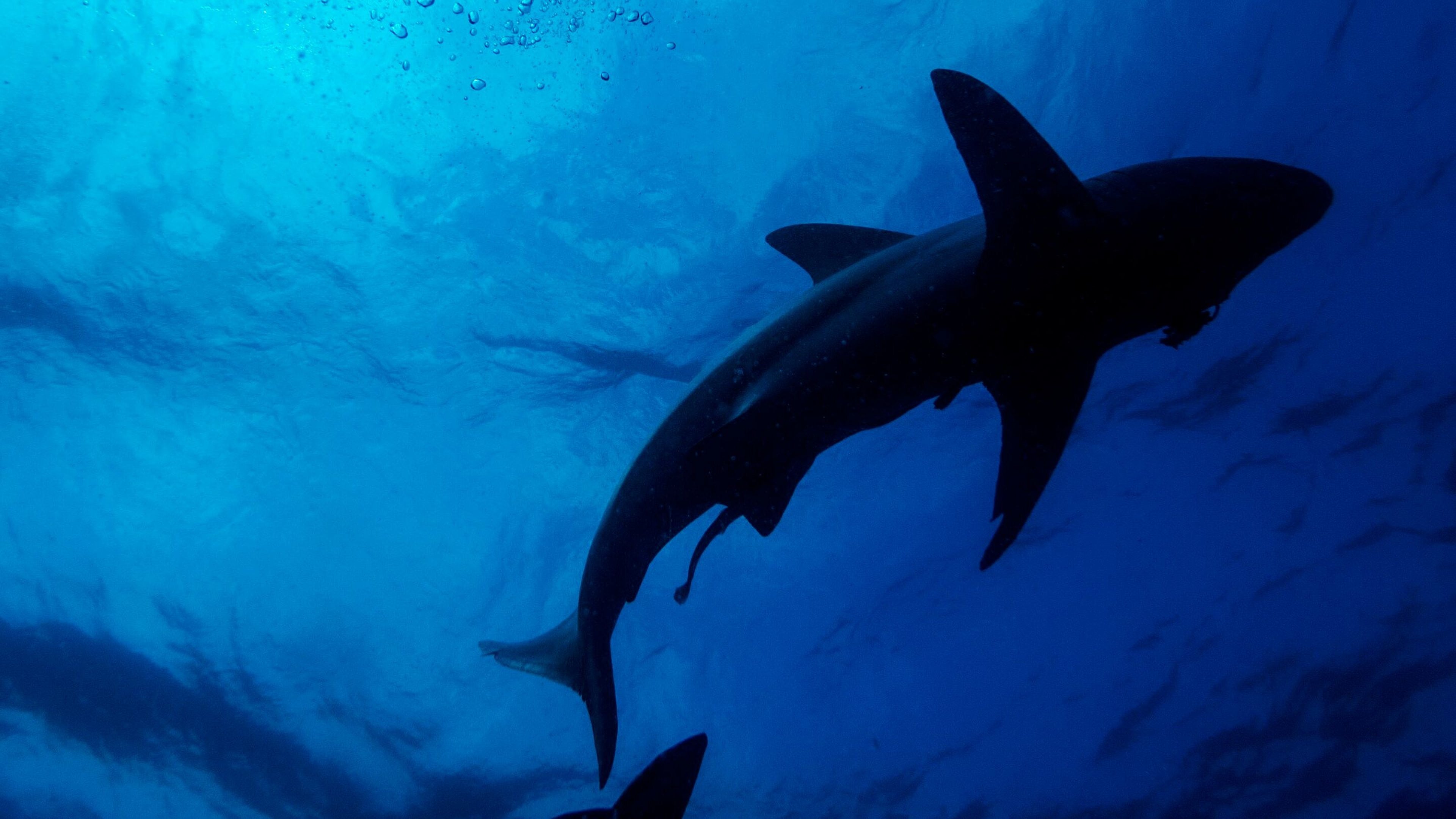 tigershark.jpg