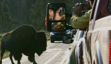Quiz: How Much Do You Know About Wildlife Safety?