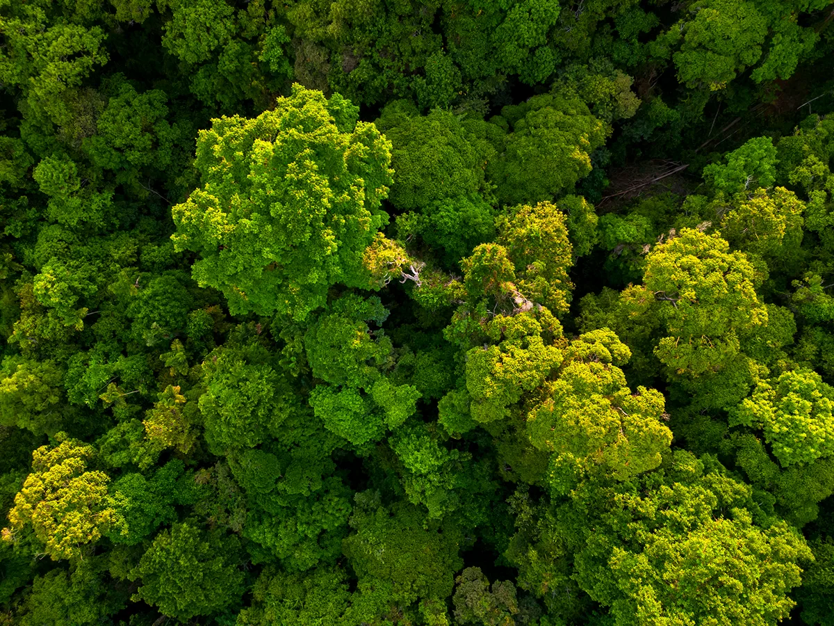 Trees – and wood – are likely very rare in the Universe. Credit: Jordan Siemens / Getty Images