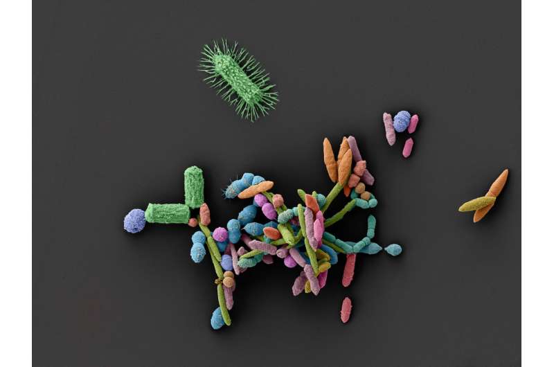 Unexpected side-effect: How common medications clear the way for pathogens