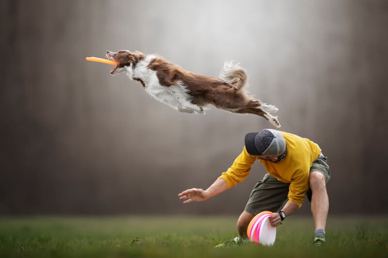 A dog leaps high in the air to catch a frisbee, while a person in a yellow shirt and cap bends down on the grass, holding another frisbee.